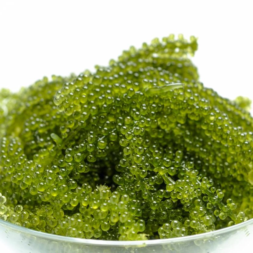 純情クレイドールキャノン塚本（ゲスト）と海ぶどう