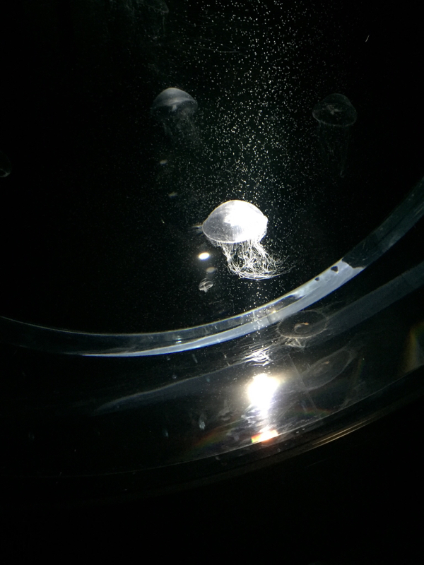 進捗ダメのやつの最初