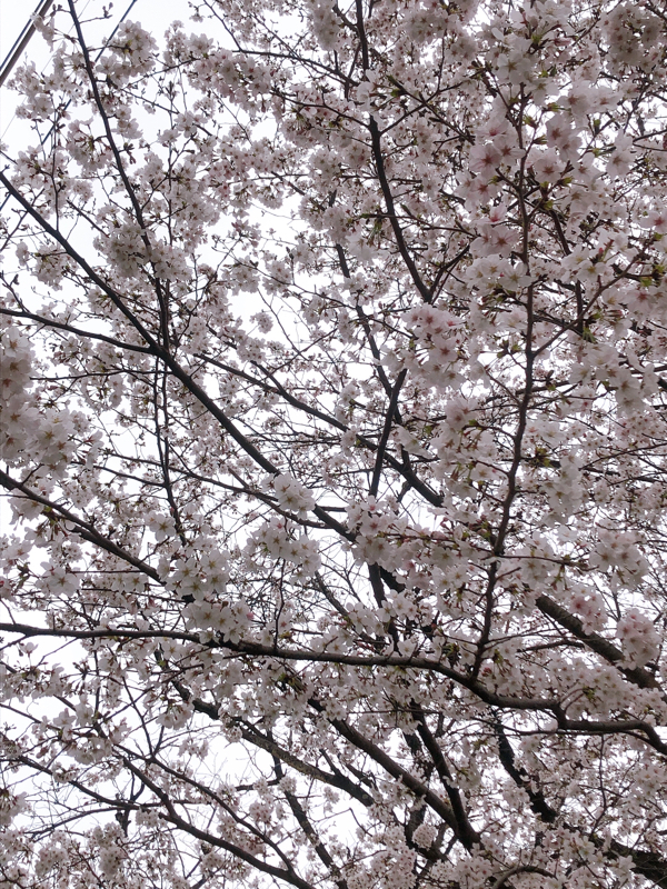 小迷(こまよう)