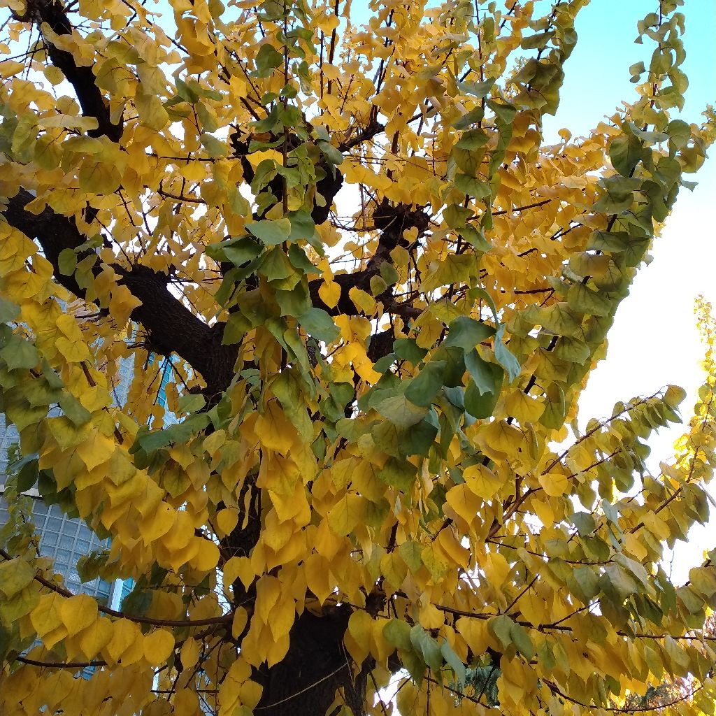 ラジト、ブラウザからは再生出来なくなったってよ🙅