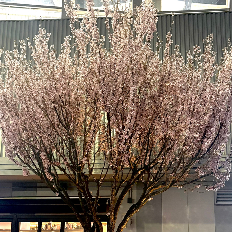 桜とトラウマ／学生時代のフラッシュバック