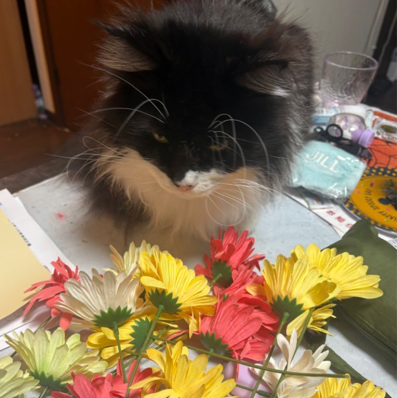 初めて芸人さんとご飯に行けることになって/芸人と彼女