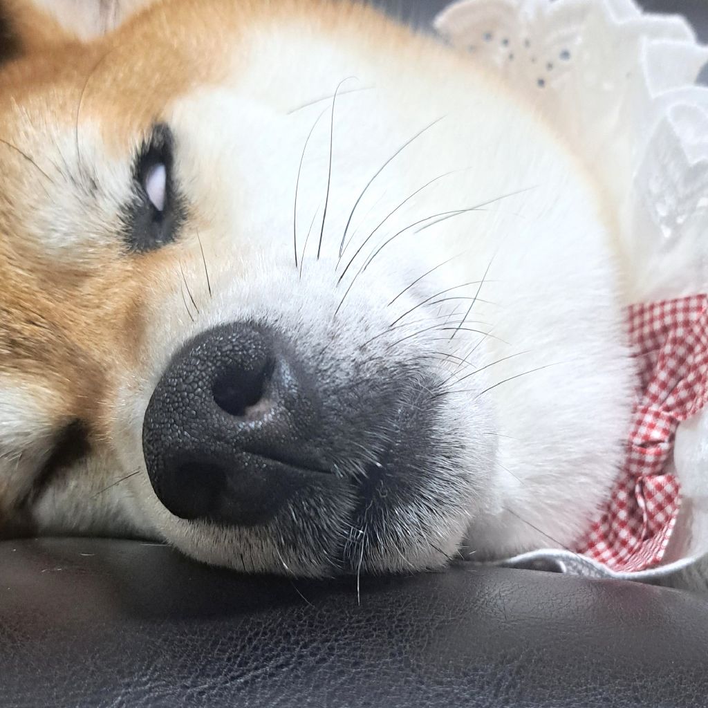 プクぅ～.。o○