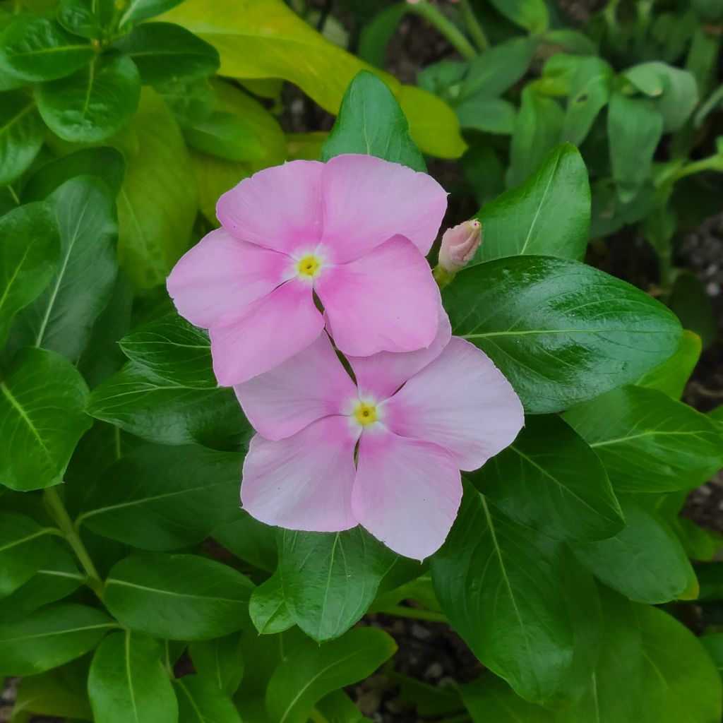 ひかるキラキラ万華鏡