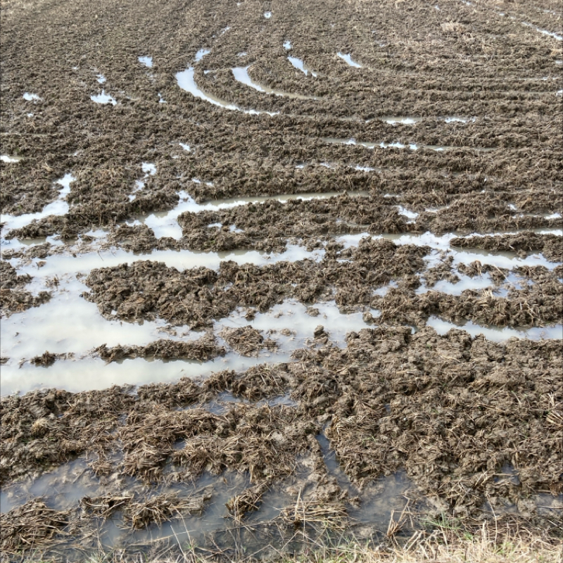 散歩道の自然音のみ(2026.02.11)