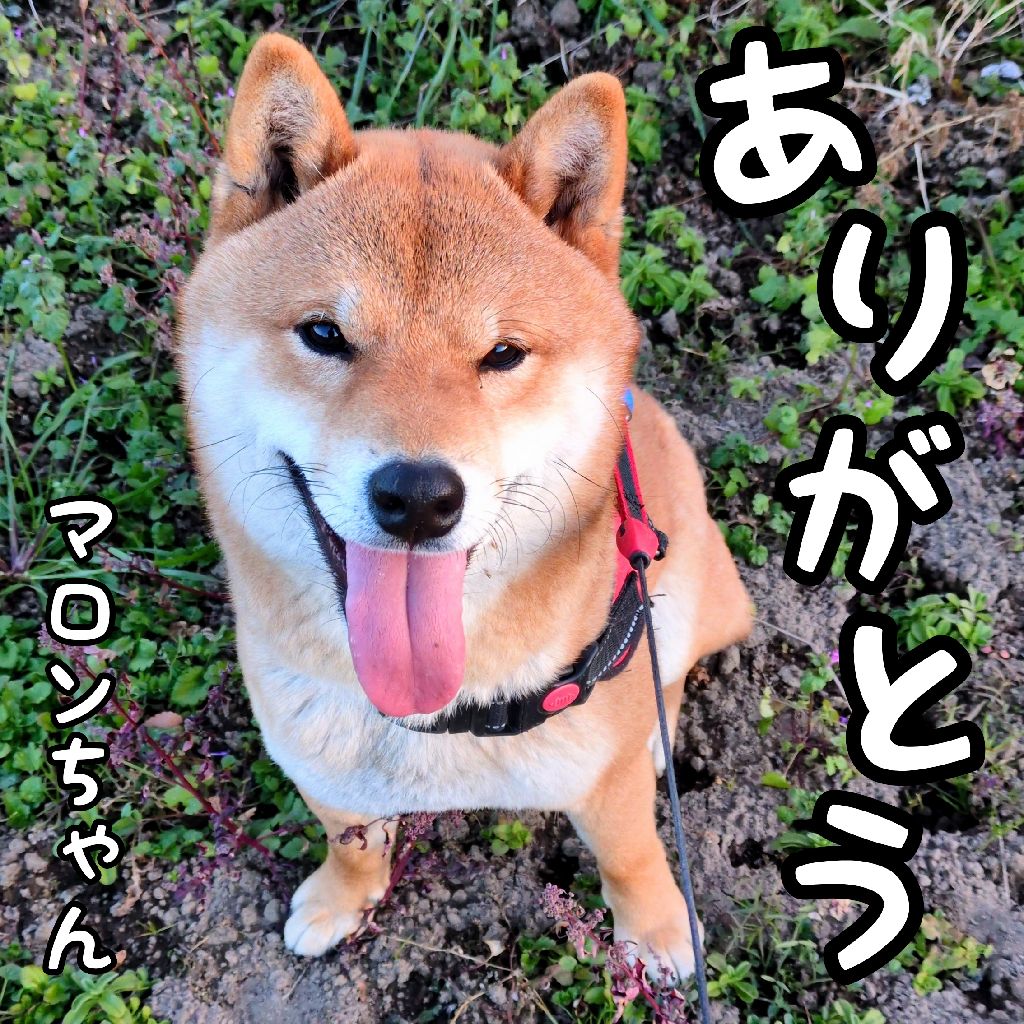 スマイル【ホフ・ディラン】