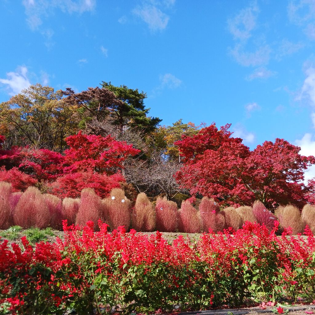 彩音(あやね)の本音Radio🍀