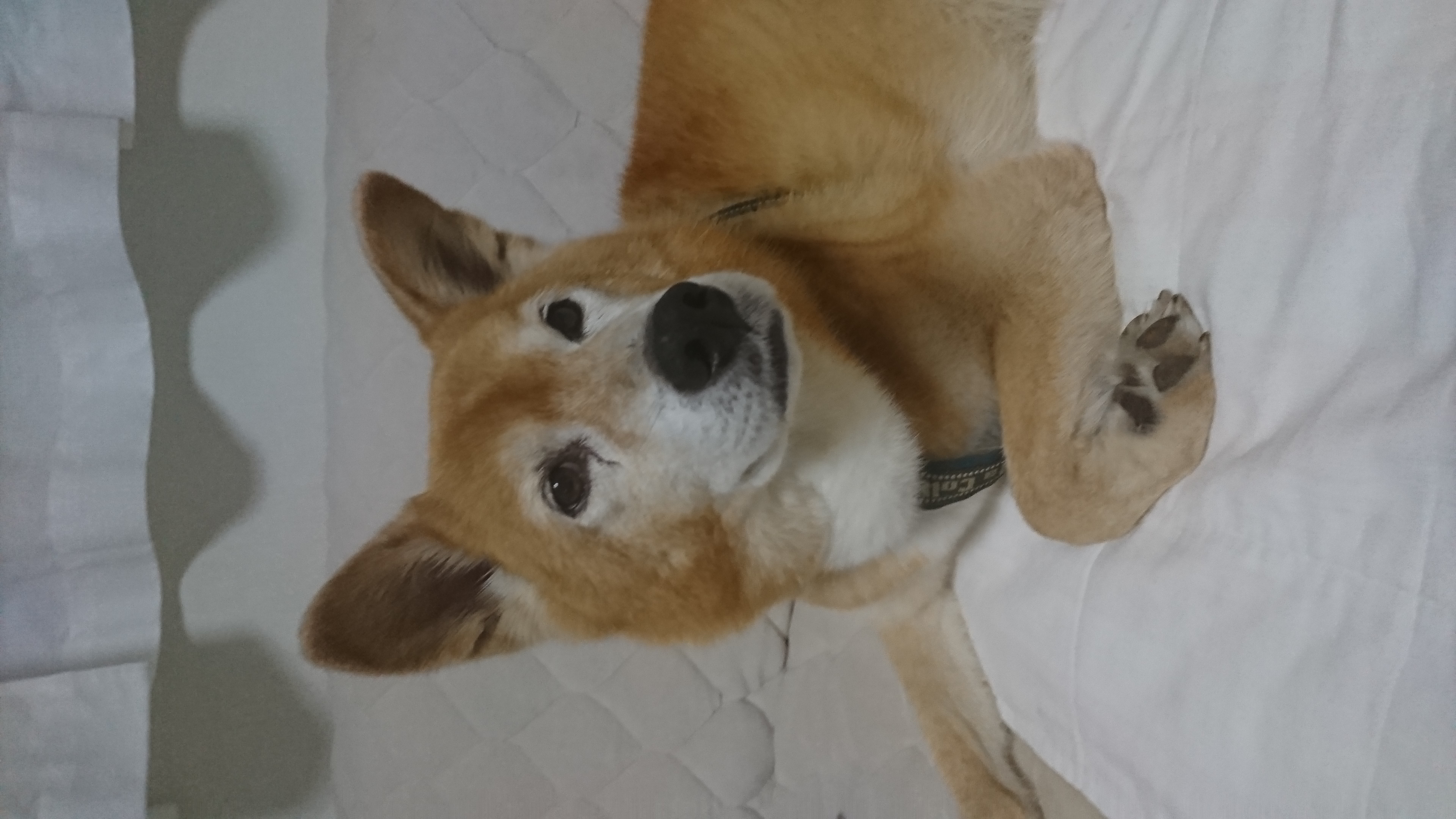 トッズに恋したときの話？