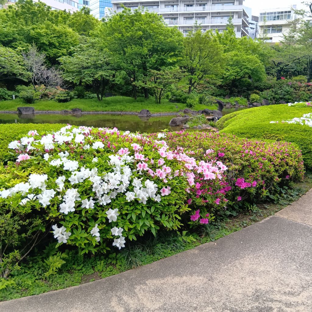 ギロッポンのつつじ