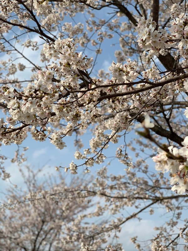 真白のひとりごと