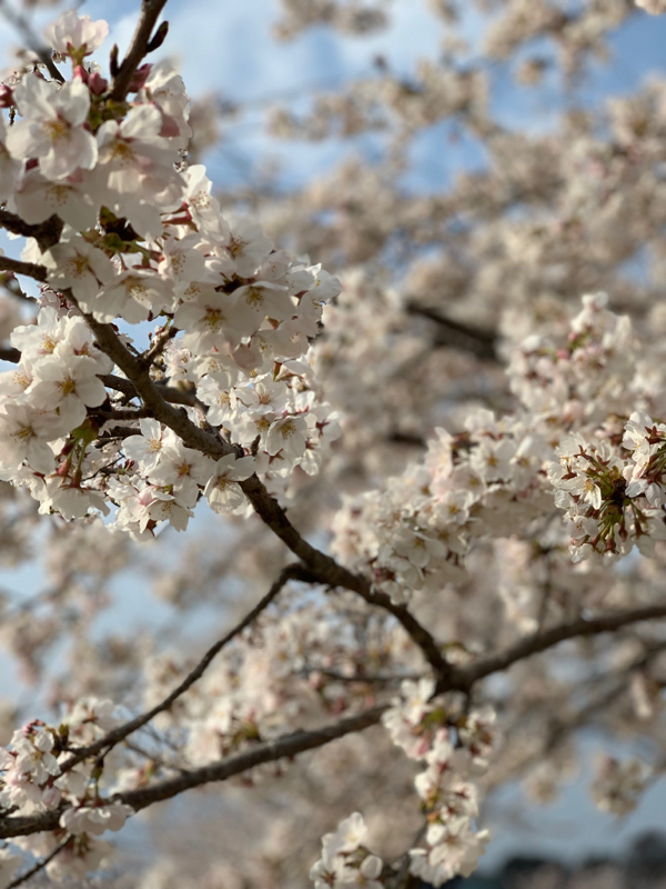 ピオフィオーレの晩鐘について語ってみた2