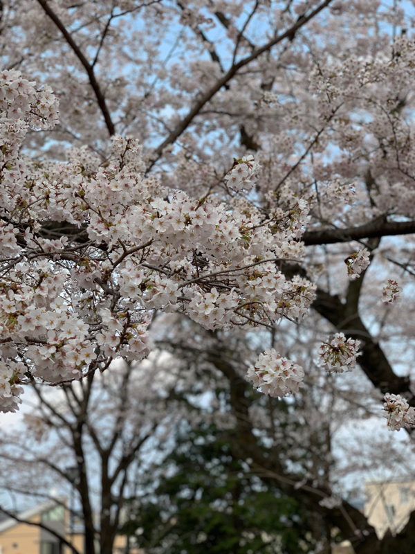 ピオステが最高すぎた件