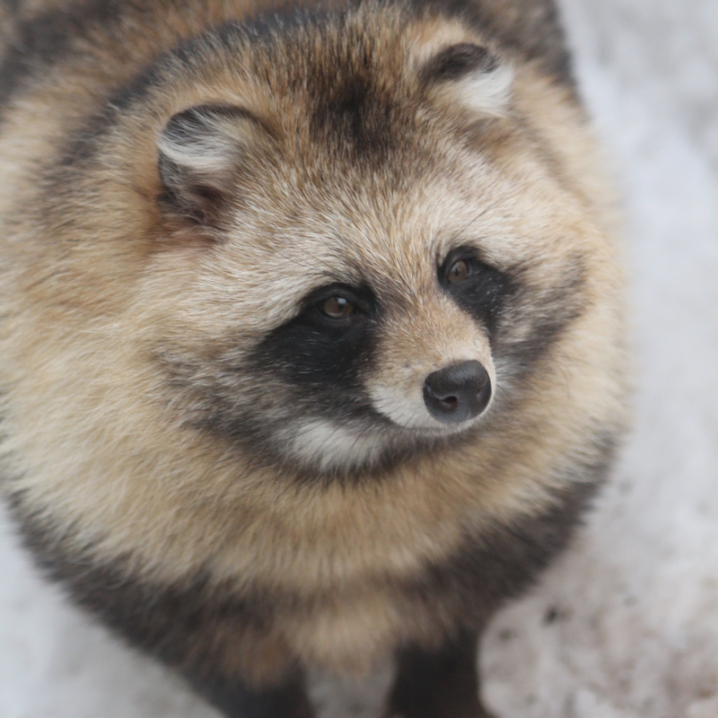 🍂たぬきち🪵