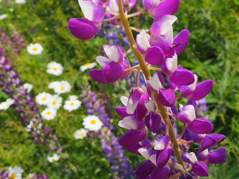 かもかてトーク 雨の日の遭遇愛情ver.