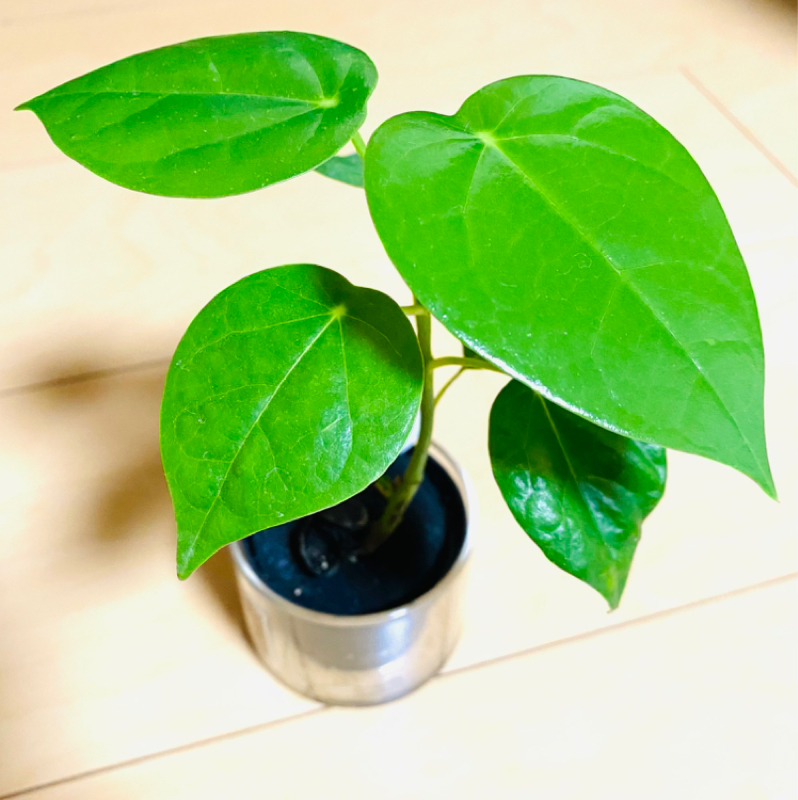 音を楽しむ 歌を楽しむ 𝓑𝓪𝓼𝓲𝓵ソース