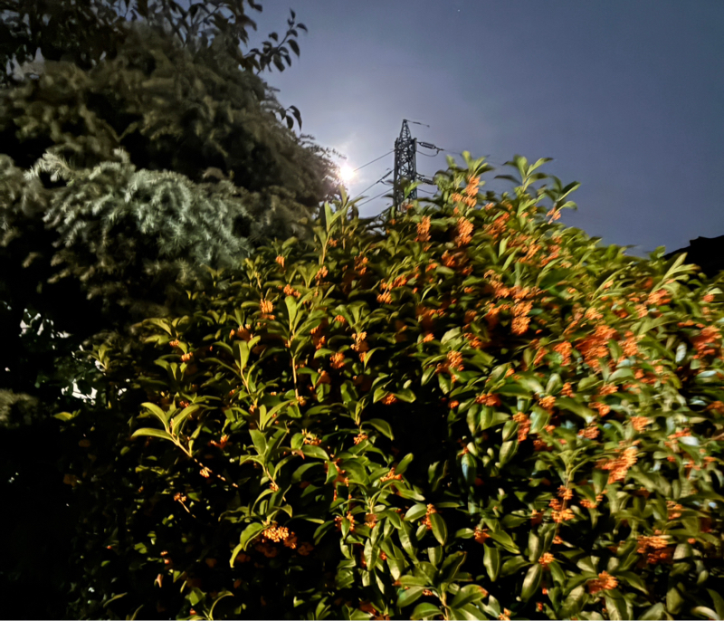 はじめまして。まるがおです