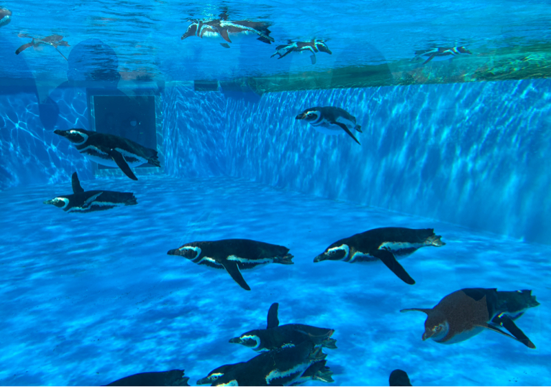 #026  須磨シーワールド