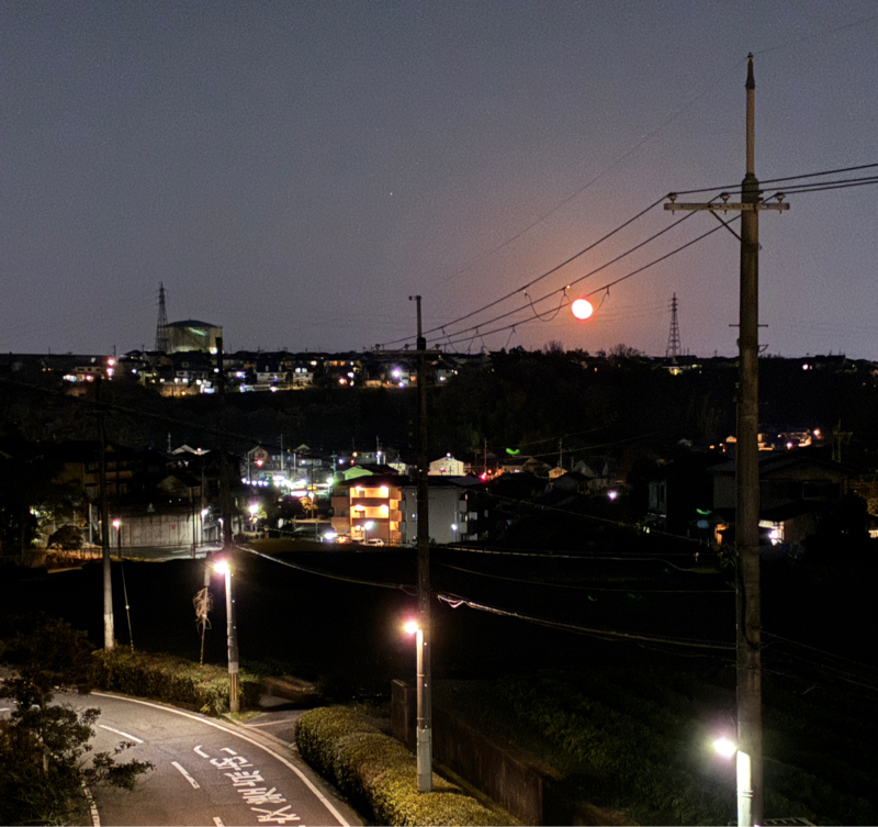 #026  ニワトリに尻尾。私の悩み。