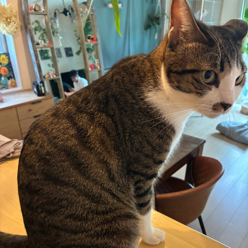 #028  猫のご飯問題。