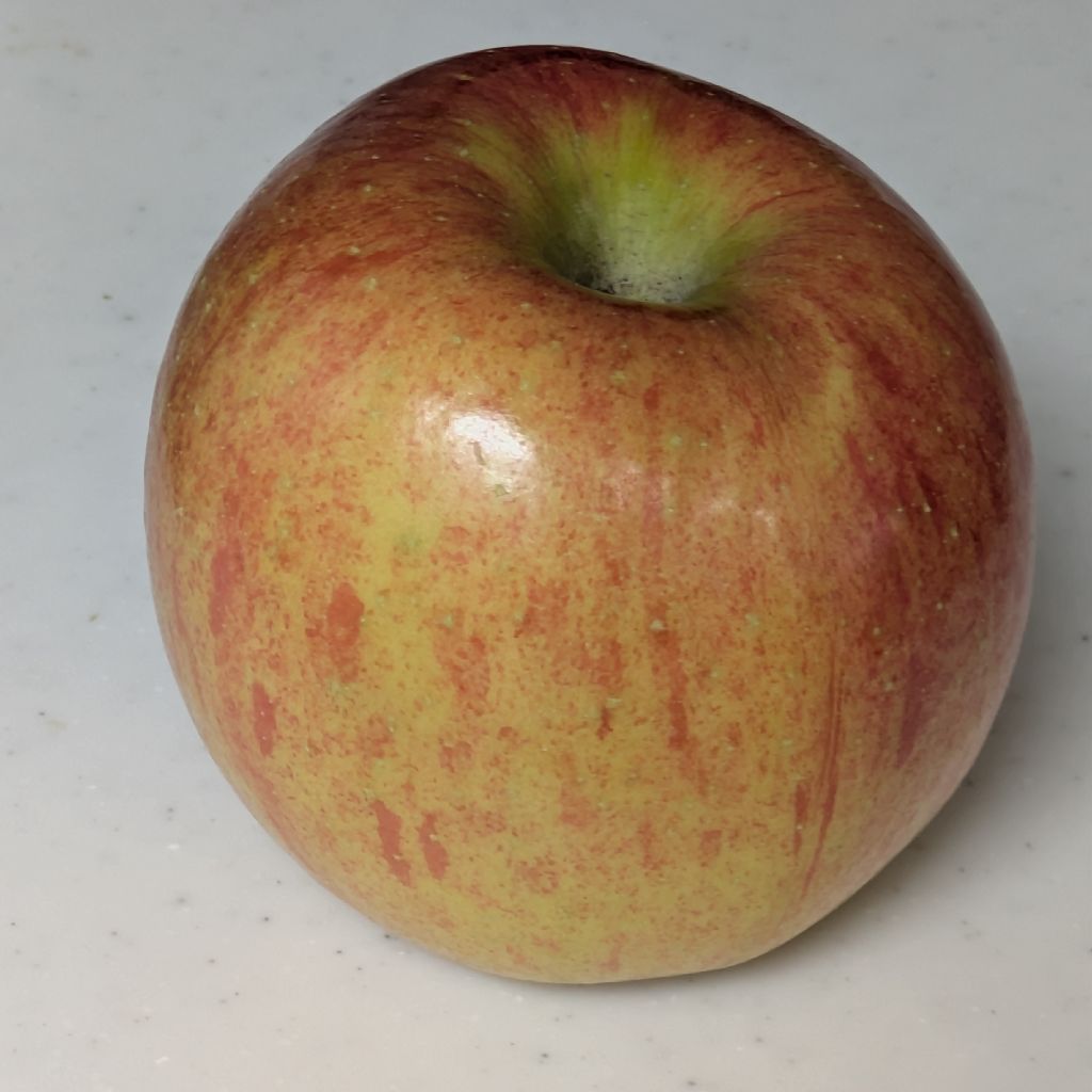 りんごと向き合う！