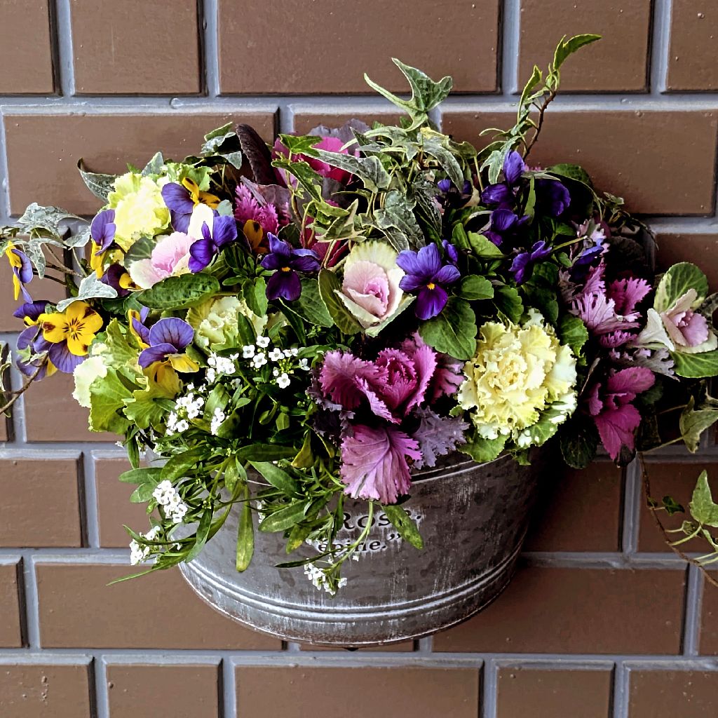 冬の寄せ植え🩷