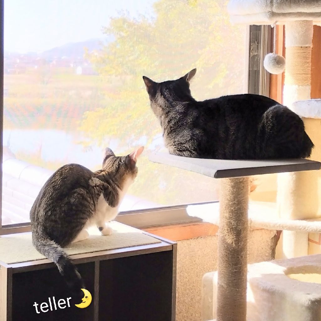 teller🌛