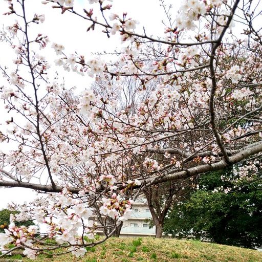 桜パトロール🌸