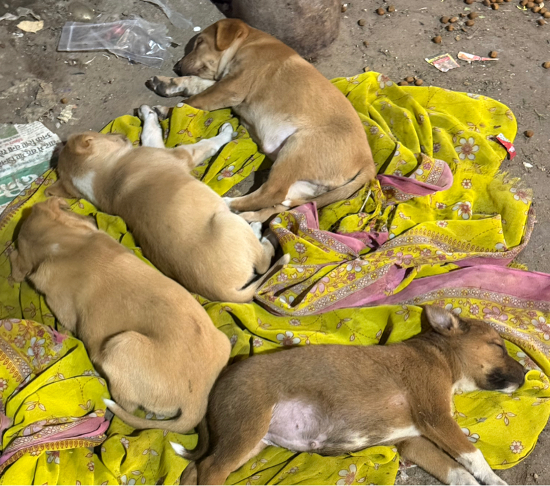 初心者トーク🔰本日のインド旅のシェア