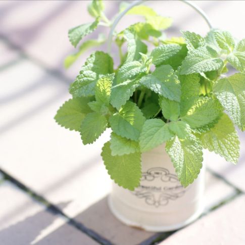 ハンドクリームは香りのあるもの？無香料？