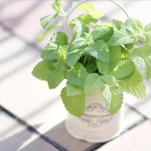 わたしの風邪は脛から！あなたはどこから？