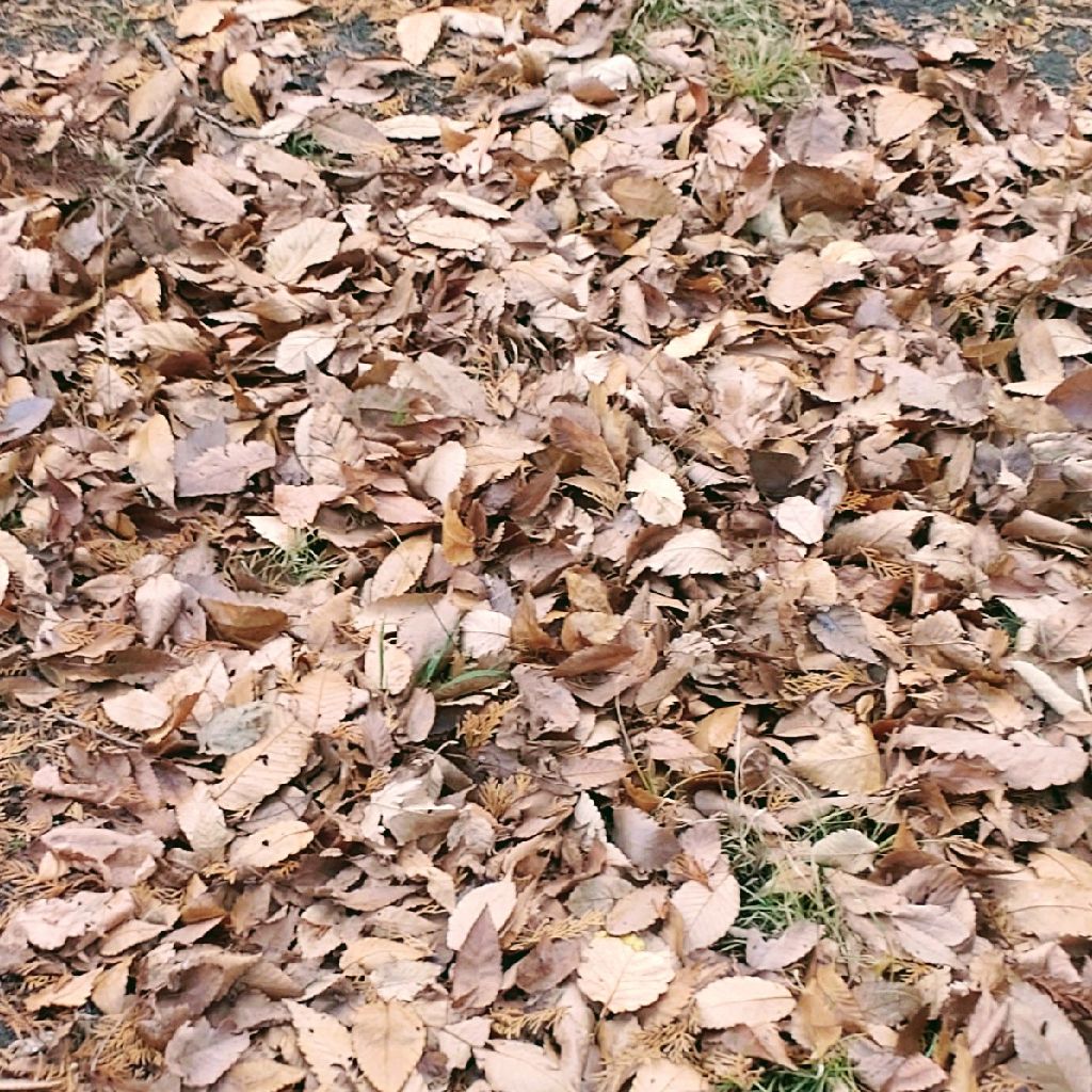 神社の境内〜落ち葉の上を歩く音