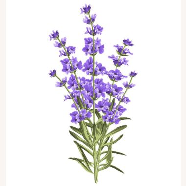 今年買ってよかったもの２つ