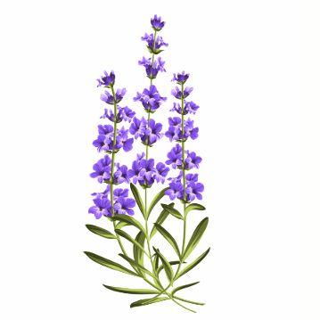 今年買ってよかったもの２つ