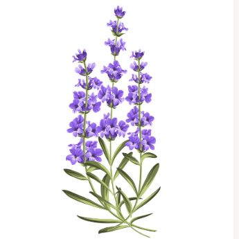 なおさん🪩🍃