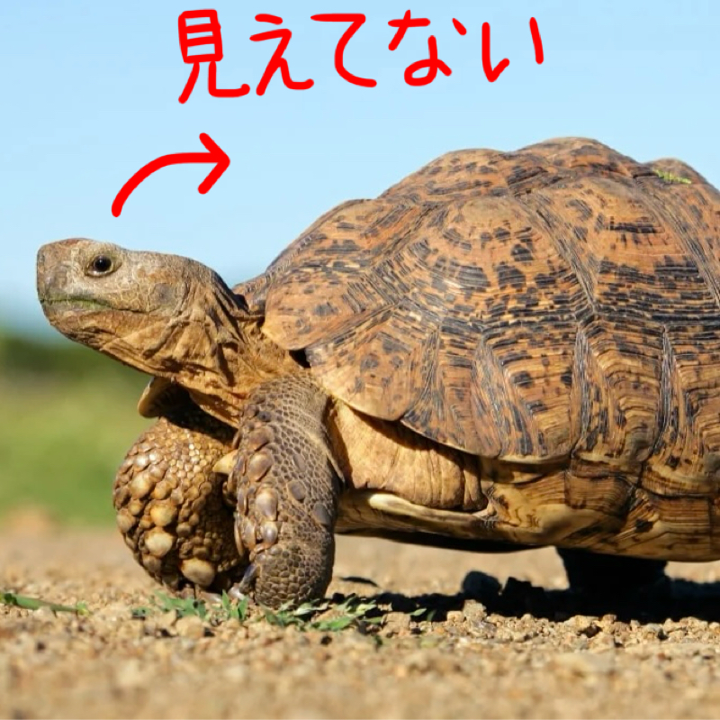#110 亀は自分の背中見えないから甲羅の存在知らないのでは・・・