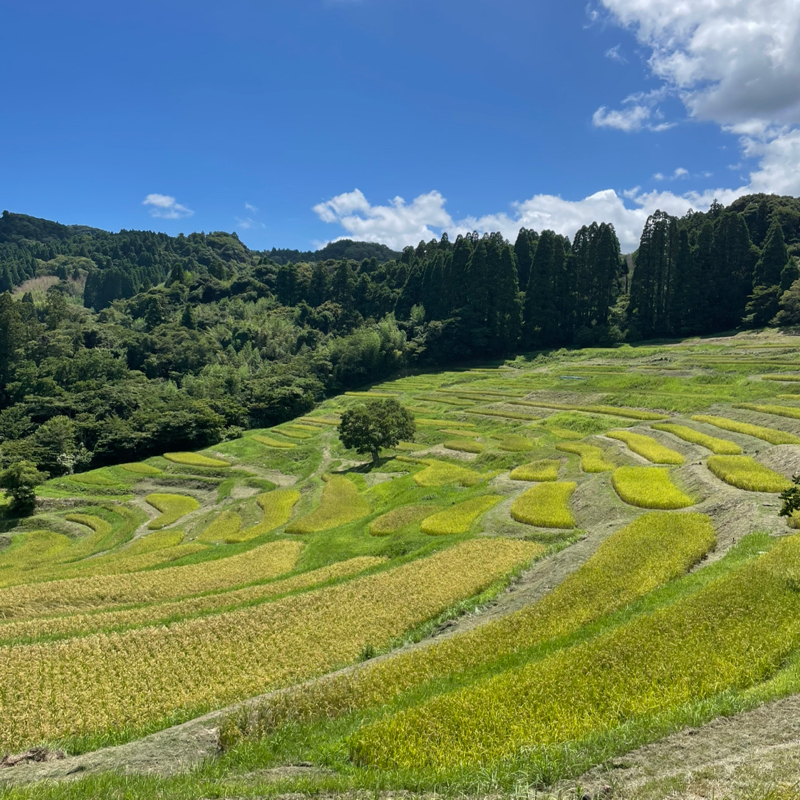 メッセージのお礼とか