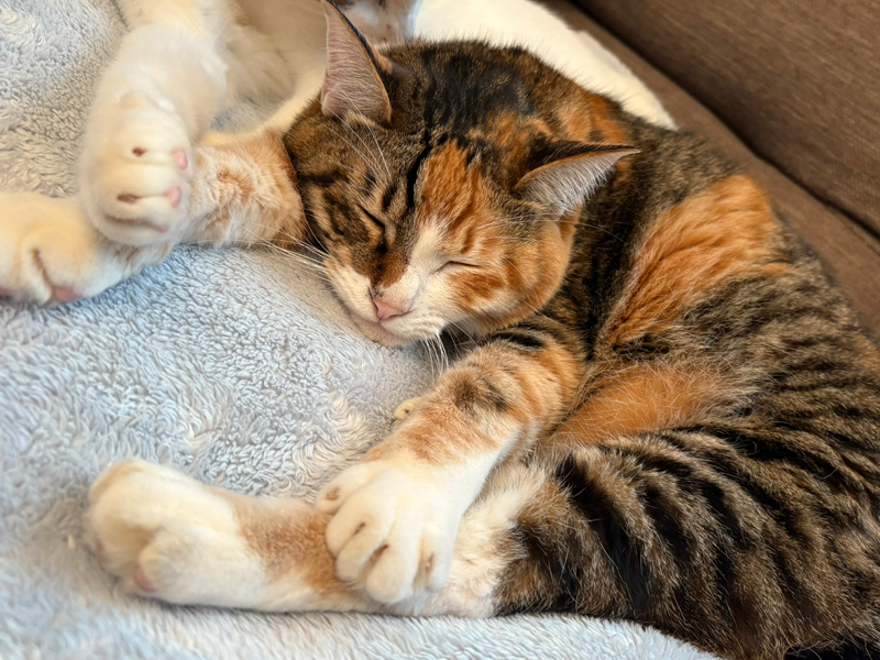 ほっこりタイムのアイテム