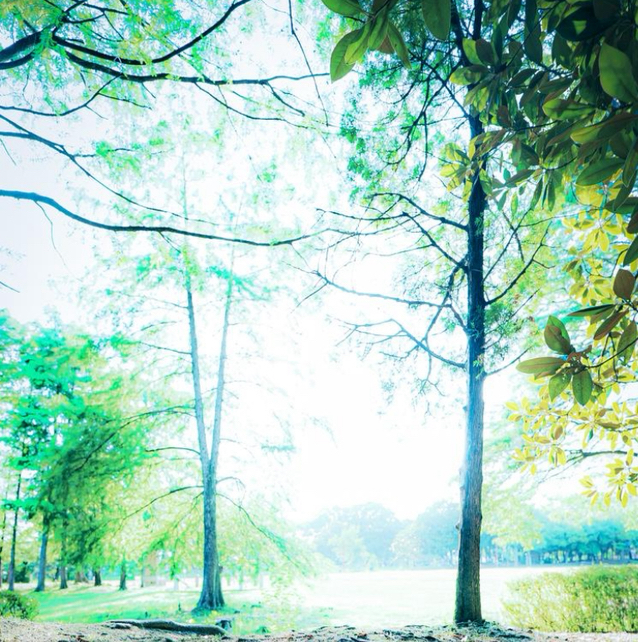 ミソヒトモジのある暮らし