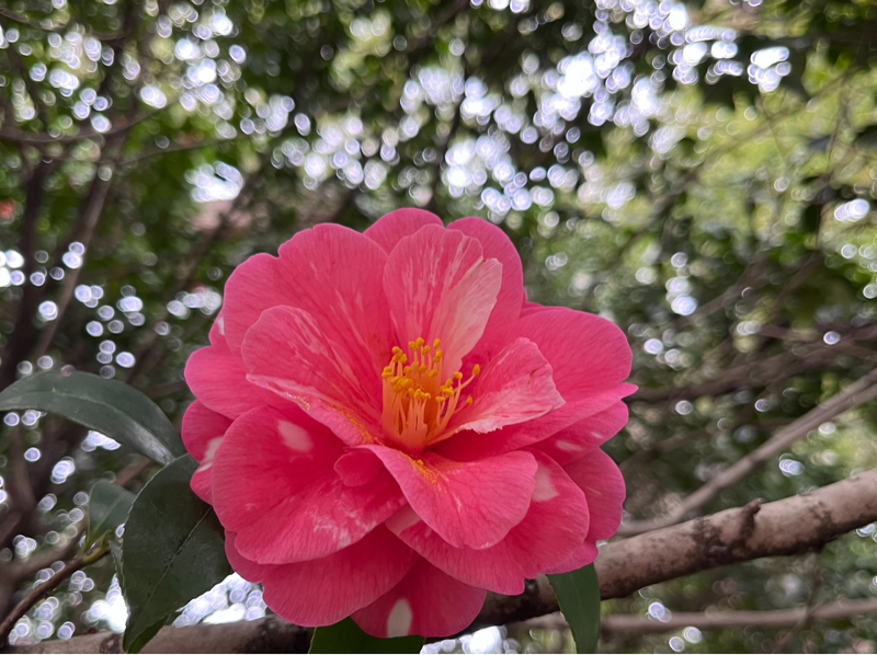 最近気になる植物　サザンカ