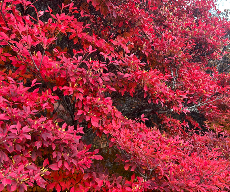 今日radiotalk始めたけどこれでいいのか問題