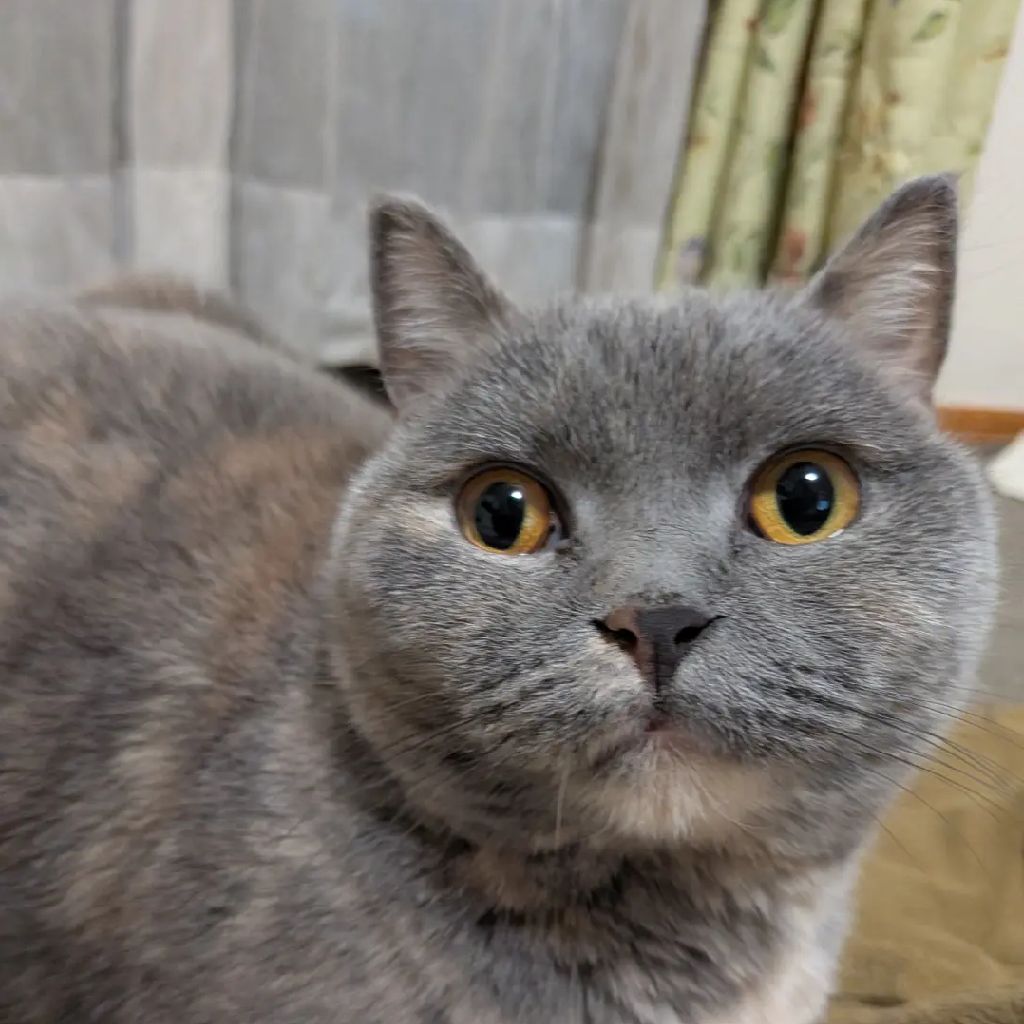 ベジータなゆず🐱