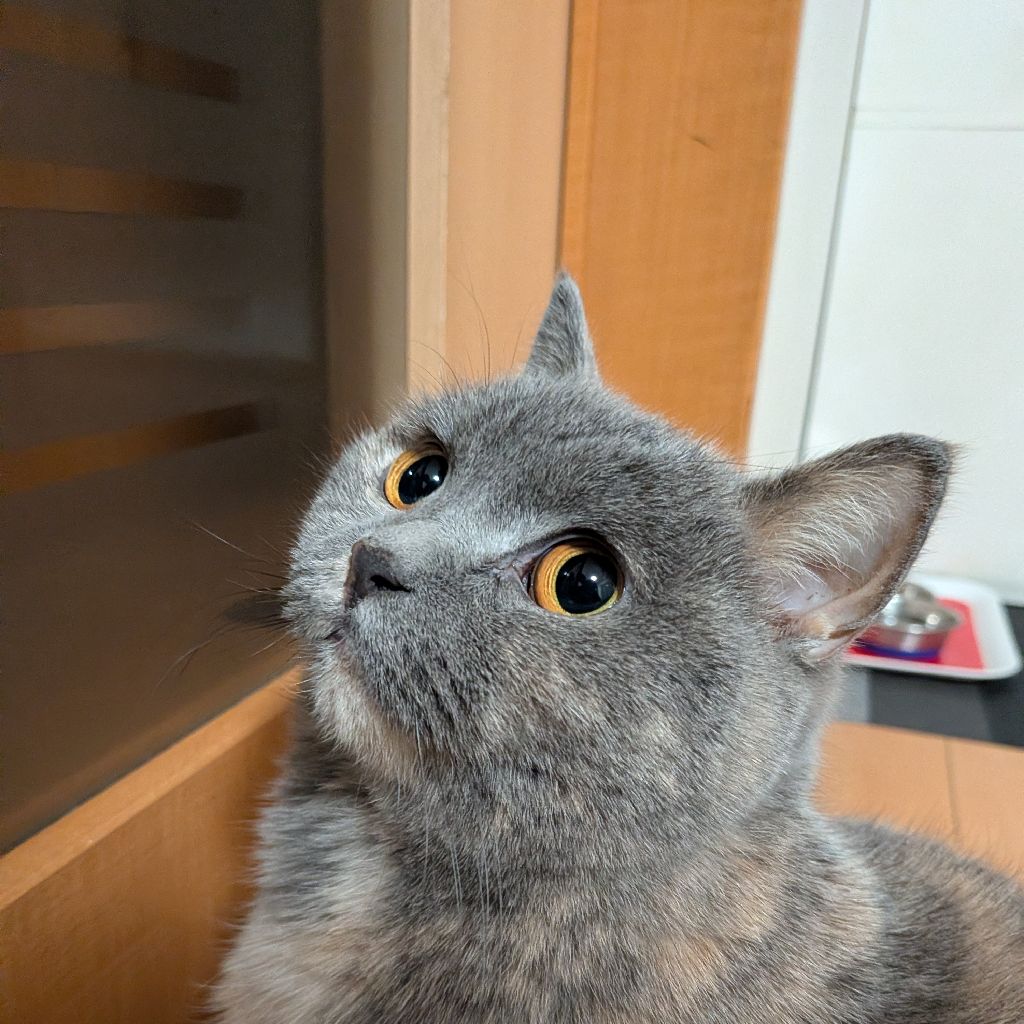 フリーザなゆず🐱