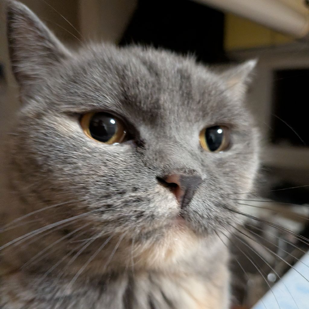 セルなゆず🐱 #2