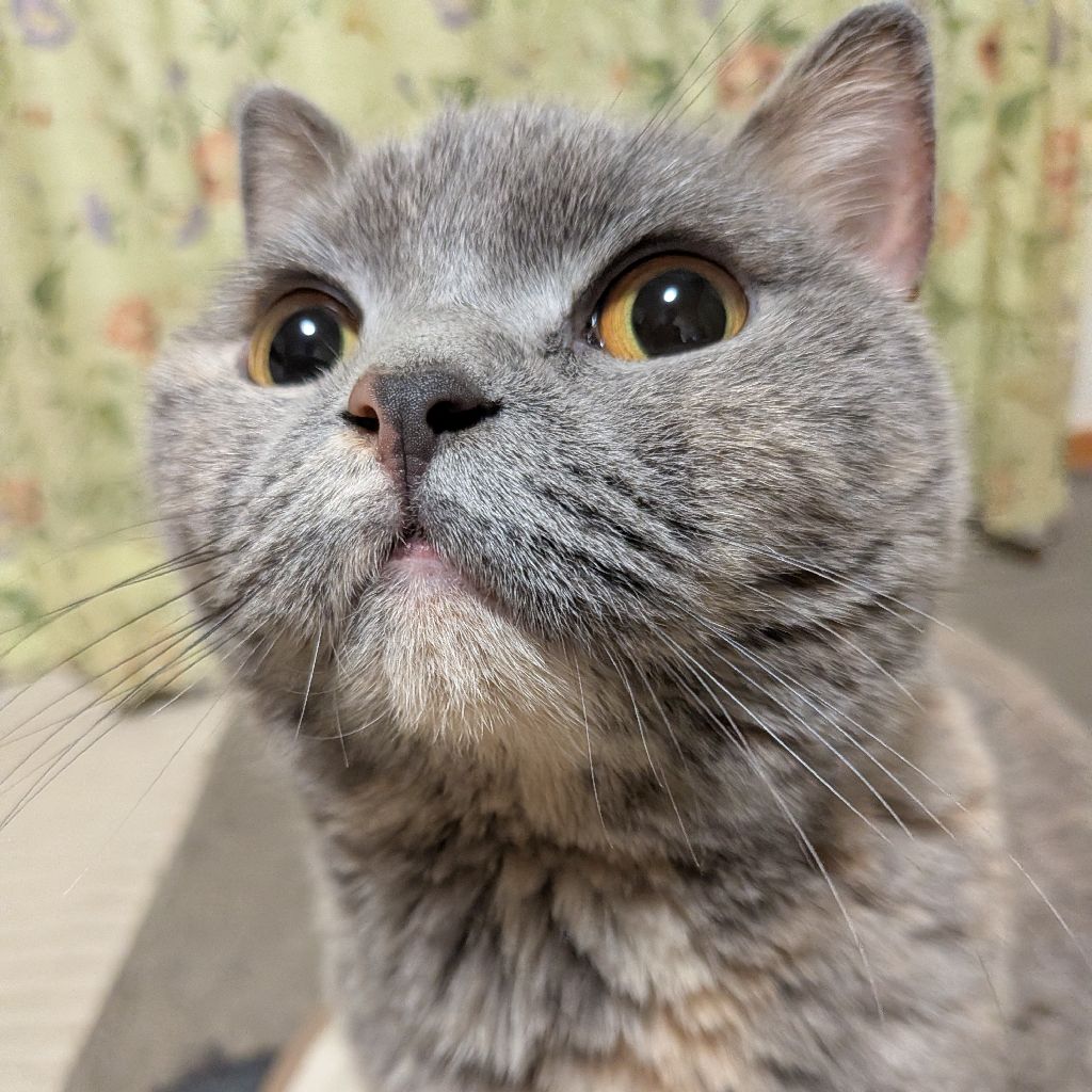 ゆず🐱は旅に出たい